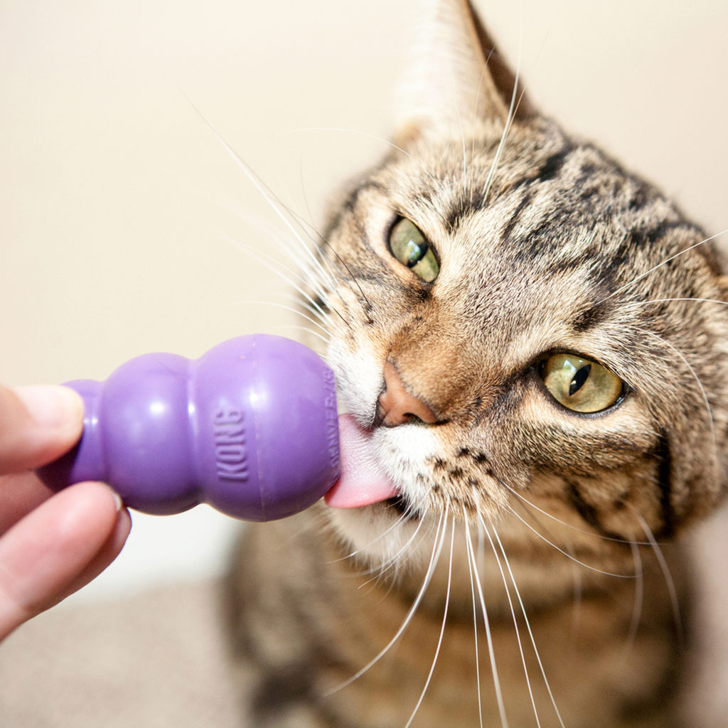 cat toy of the month club