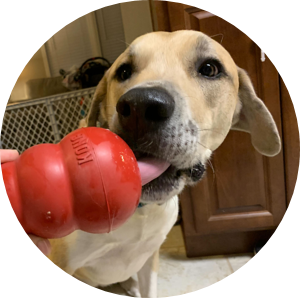 Daisy Dog with KONG Club Toy
