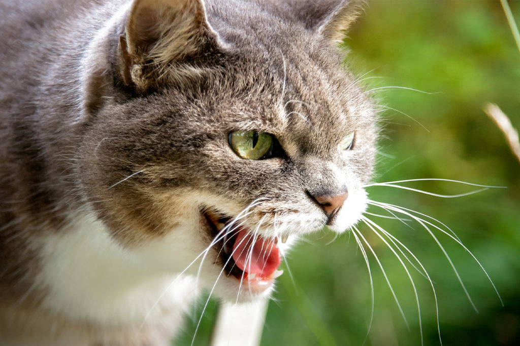 Why is My Cat Hissing at My New Kitten?  