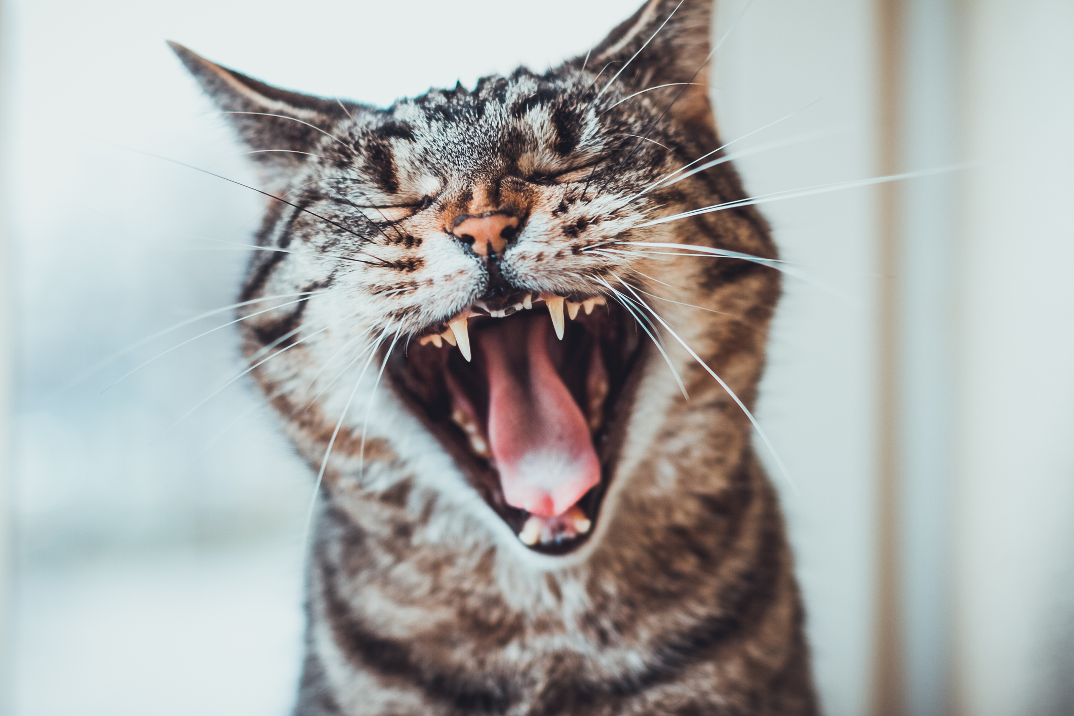 Striped tabby cat giving a big yawn