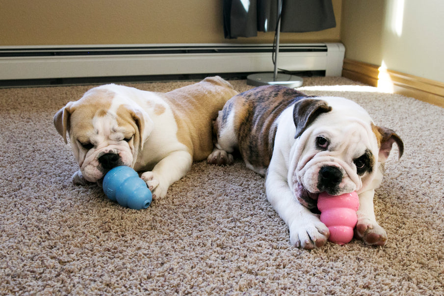 puppies with KONG