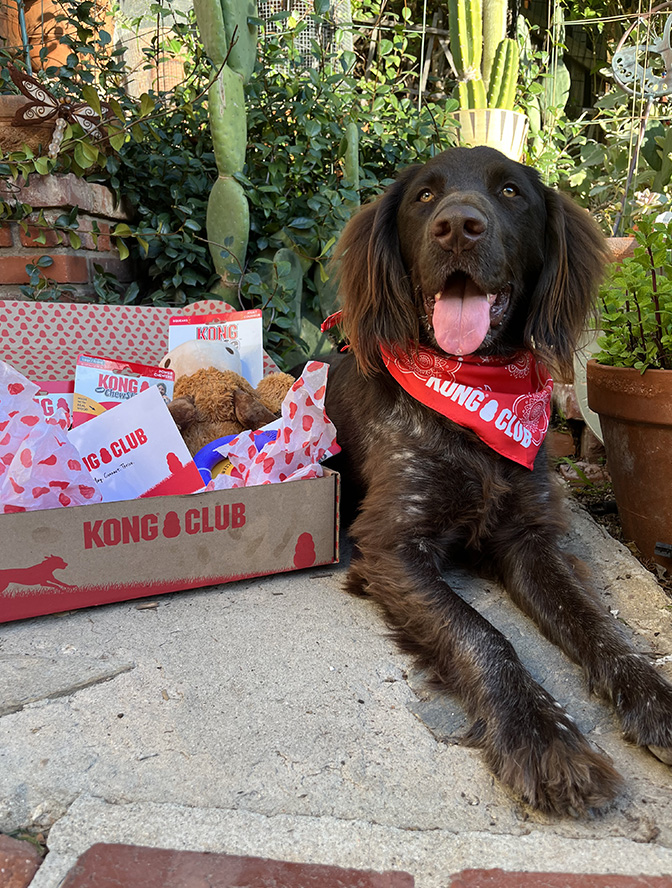 KONG Club monthly dog subscription box