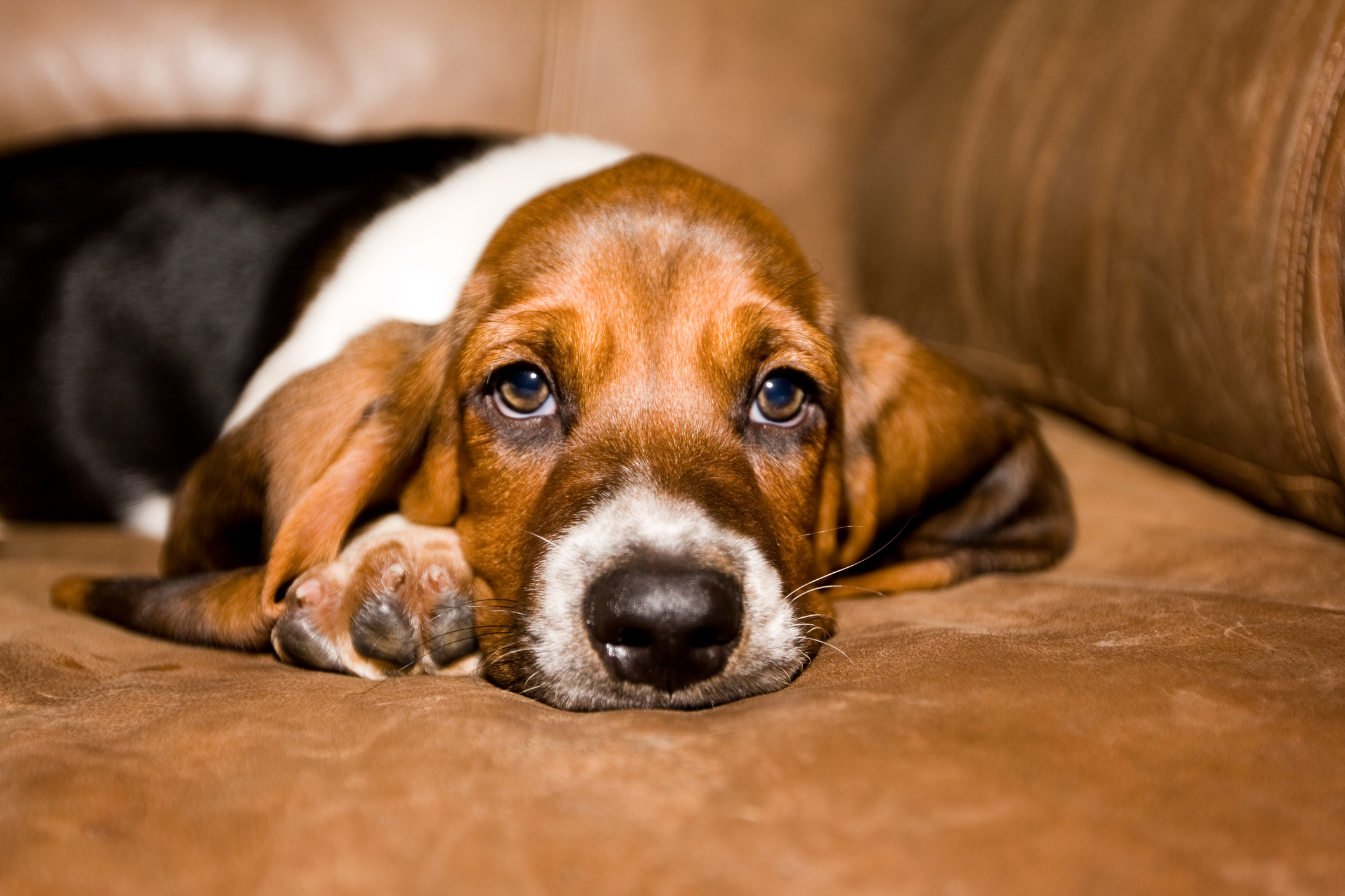 How To Keep a Bored Dog Occupied and Happy