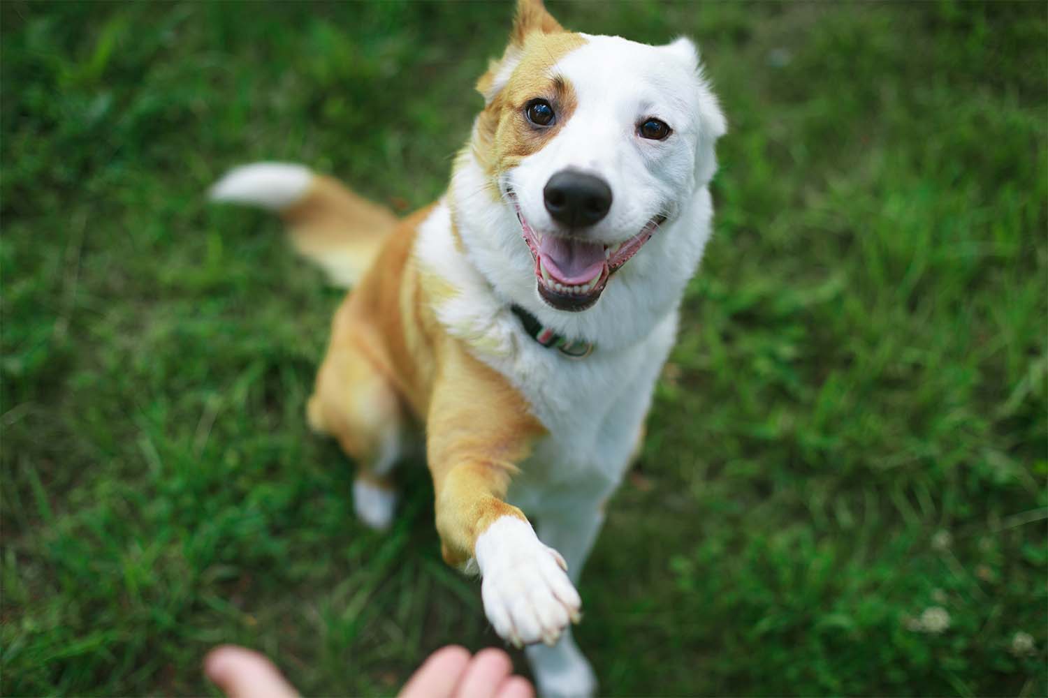 why-does-my-dog-put-his-paw-on-me-kong-club