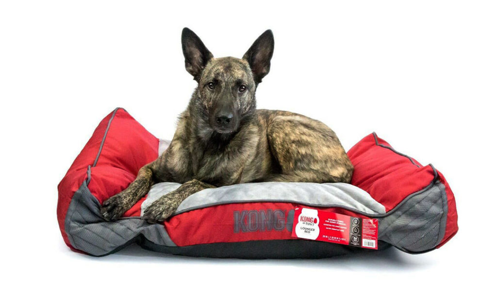 Top 4 Best Chew-Proof Dog Beds of 2022