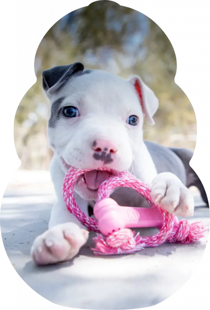 Kong store dog pitbull