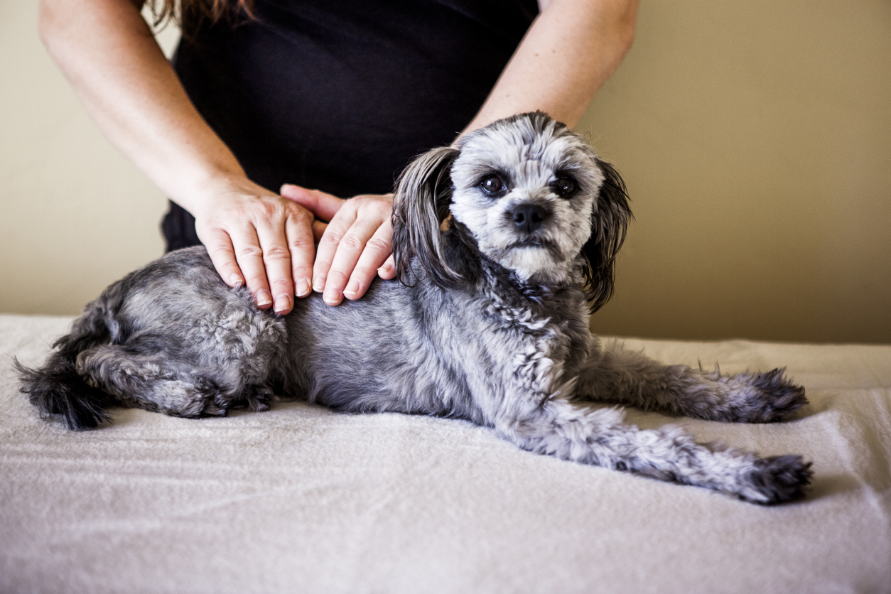 Alleviate Dog Anxiety by Creating a Zen Space for Your Pooch