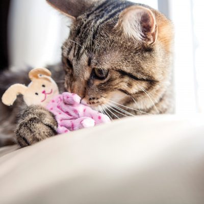 scent toy for cat
