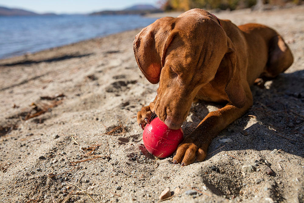 dog playing with KONG classic dog toy on sand at beach